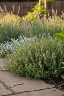 Common thyme Thymus vulgaris 'Compactus' 5-10 pot P9 Thymus vulgaris 'Compactus'