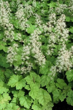 Foam flower Tiarella cordifolia 5-10 pot P9 Tiarella cordifolia
