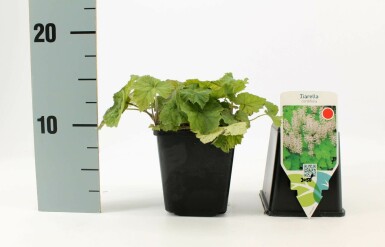 Foam flower Tiarella cordifolia 5-10 pot P9