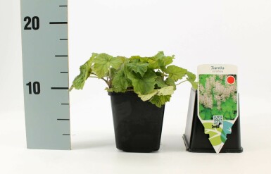 Foam flower Tiarella cordifolia 5-10 pot P9 Tiarella cordifolia