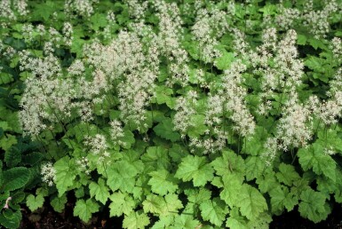 Foam flower Tiarella cordifolia 5-10 pot P9