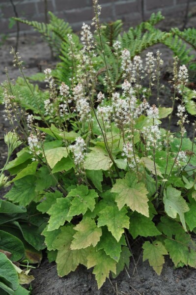Wherry's foam flower Tiarella wherryi 5-10 pot P9 Tiarella wherryi
