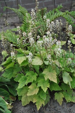 Wherry's foam flower Tiarella wherryi 5-10 pot P9