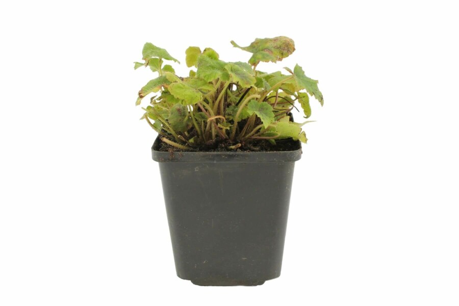 Wherry's foam flower Tiarella wherryi 5-10 pot P9 Tiarella wherryi