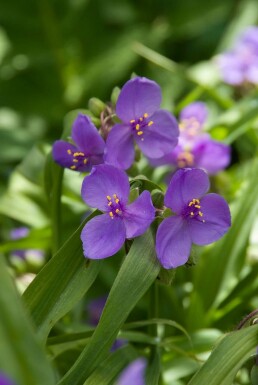 Spiderwort Tradescantia 'Zwanenburg Blue' 5-10 pot P9