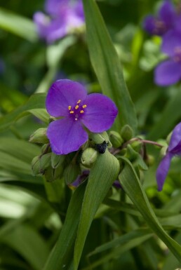 Spiderwort Tradescantia 'Zwanenburg Blue' 5-10 pot P9