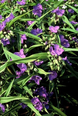 Spiderwort Tradescantia 'Zwanenburg Blue' 5-10 pot P9