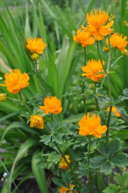 Globeflower Trollius chinensis 'Golden Queen' 5-10 pot P9