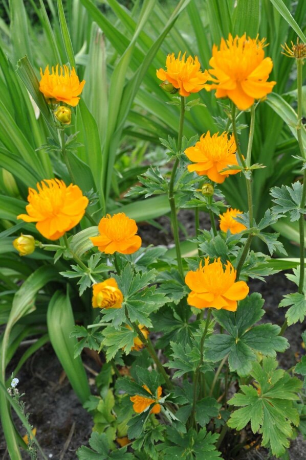 Globeflower Trollius chinensis 'Golden Queen' 5-10 pot P9 Trollius chinensis 'Golden Queen'