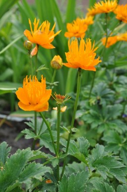 Globeflower Trollius chinensis 'Golden Queen' 5-10 pot P9