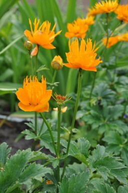 Globeflower Trollius chinensis 'Golden Queen' 5-10 pot P9 Trollius chinensis 'Golden Queen'