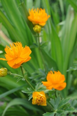 Globeflower Trollius chinensis 'Golden Queen' 5-10 pot P9