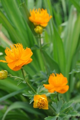 Globeflower Trollius chinensis 'Golden Queen' 5-10 pot P9 Trollius chinensis 'Golden Queen'