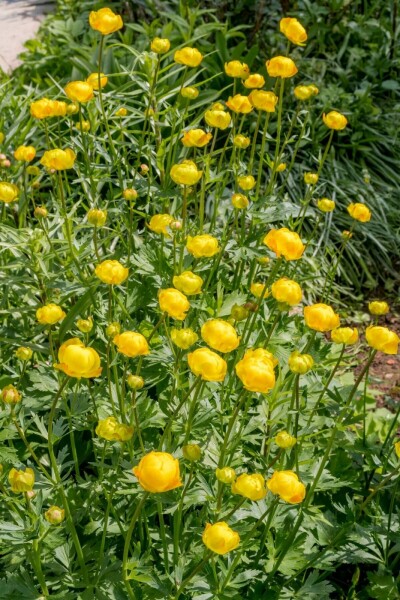 Globeflower Trollius europaeus 5-10 pot P9 Trollius europaeus
