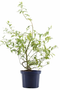 Blueberry Vaccinium corymbosum 'Pink Lemonade' shrub 30-40 pot C2