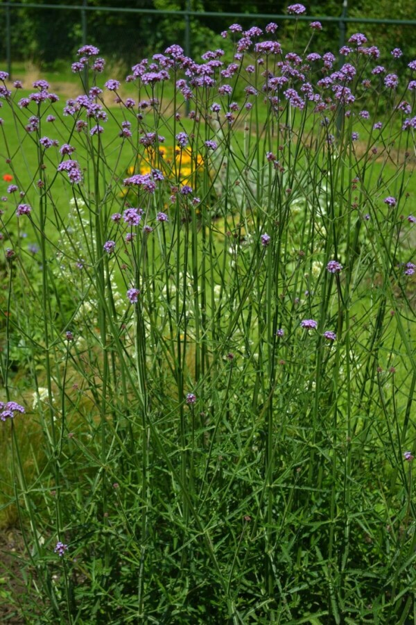 Purple top Verbena bonariensis 5-10 pot P9 Verbena bonariensis
