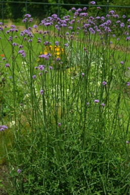 Purple top Verbena bonariensis 5-10 pot P9 Verbena bonariensis
