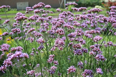 Purple top Verbena bonariensis 5-10 pot P9 Verbena bonariensis