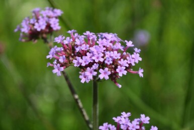 Purple top Verbena bonariensis 5-10 pot P9 Verbena bonariensis