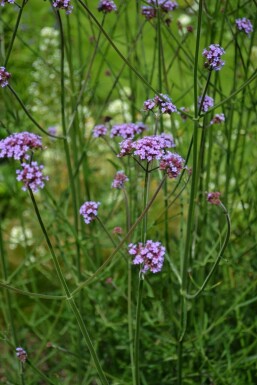 Purple top Verbena bonariensis 5-10 pot P9 Verbena bonariensis