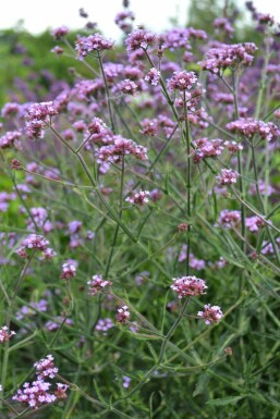 Purple top Verbena bonariensis 'Lollipop' 5-10 pot P9