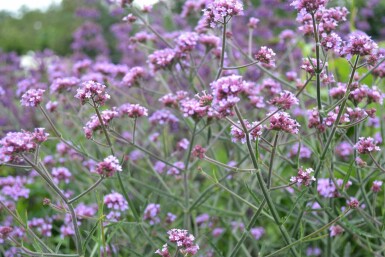 Purple top Verbena bonariensis 'Lollipop' 5-10 pot P9