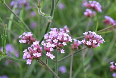 Purple top Verbena bonariensis 'Lollipop' 5-10 pot P9