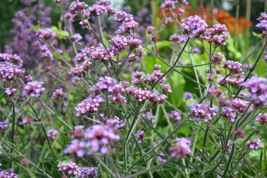 Purple top Verbena bonariensis 'Lollipop' 5-10 pot P9