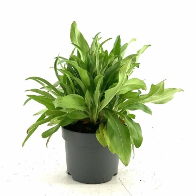 Gentian speedwell Veronica gentianoides 10-15 pot C2 Veronica gentianoides