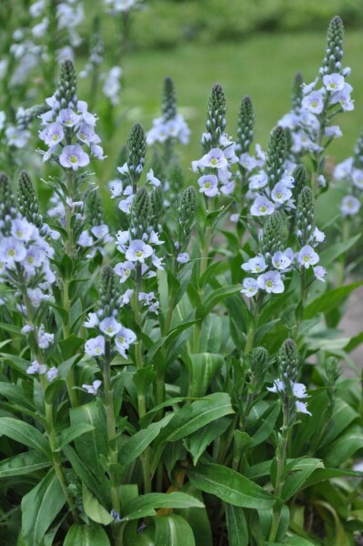 Gentian speedwell Veronica gentianoides 5-10 pot P9 Veronica gentianoides