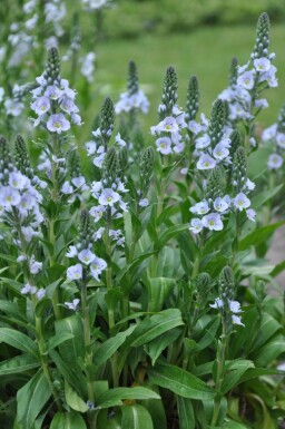 Gentian speedwell Veronica gentianoides 5-10 pot P9