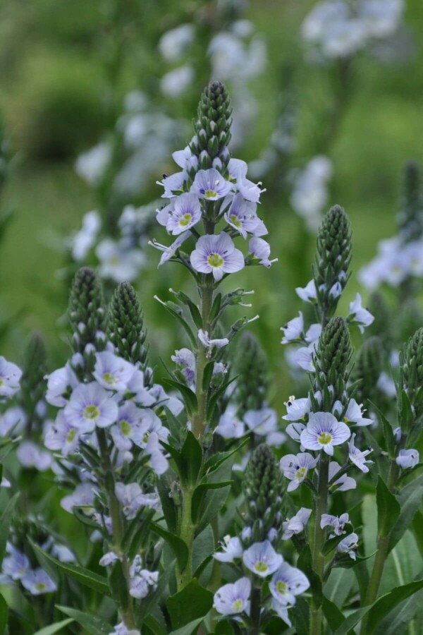 Gentian speedwell Veronica gentianoides 5-10 pot P9 Veronica gentianoides