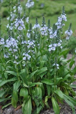 Gentian speedwell Veronica gentianoides 5-10 pot P9