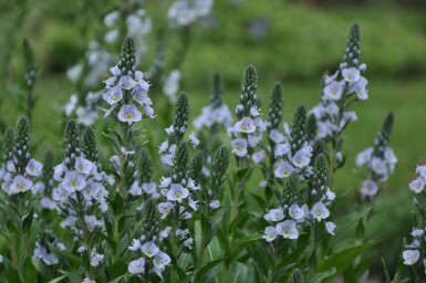 Gentian speedwell Veronica gentianoides 5-10 pot P9 Veronica gentianoides