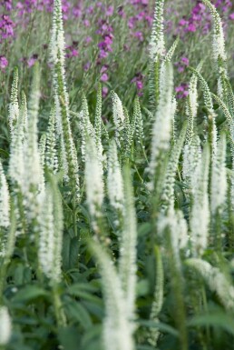 Garden speedwell Veronica longifolia 'Schneeriesin' 5-10 pot P9