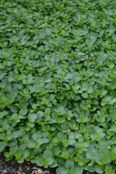 Corsican speedwell Veronica repens 5-10 pot P9 Veronica repens