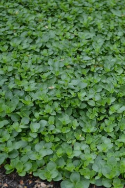 Corsican speedwell Veronica repens 5-10 pot P9 Veronica repens