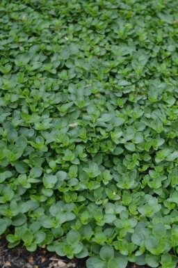 Corsican speedwell Veronica repens 5-10 pot P9