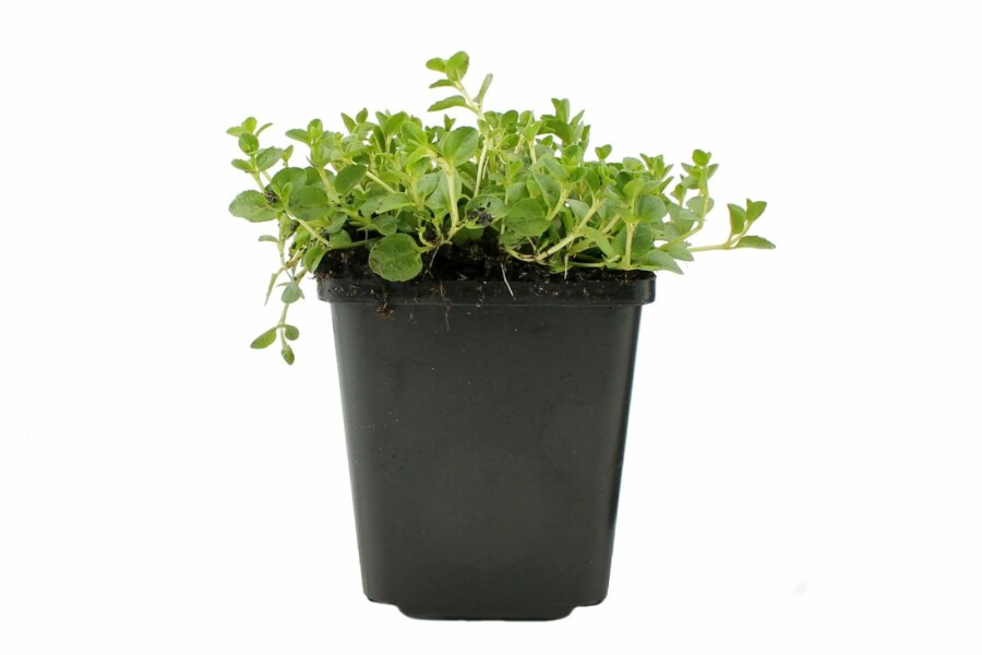 Corsican speedwell Veronica repens 5-10 pot P9 Veronica repens