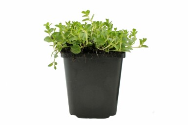 Corsican speedwell Veronica repens 5-10 pot P9 Veronica repens