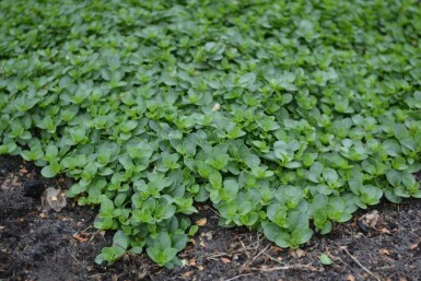 Corsican speedwell Veronica repens 5-10 pot P9 Veronica repens