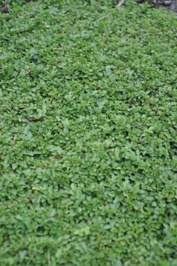 Corsican speedwell Veronica repens 5-10 pot P9 Veronica repens