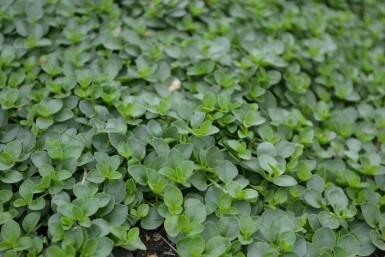 Corsican speedwell Veronica repens 5-10 pot P9