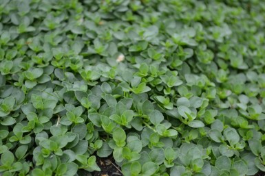 Corsican speedwell Veronica repens 5-10 pot P9 Veronica repens
