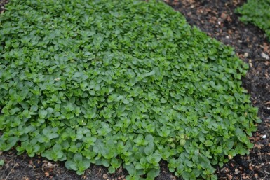 Corsican speedwell Veronica repens 5-10 pot P9 Veronica repens