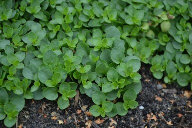 Corsican speedwell Veronica repens 5-10 pot P9 Veronica repens