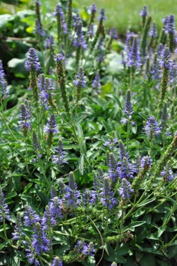 Spiked speedwell Veronica spicata 'Inspire Blue' 5-10 pot P9 Veronica spicata 'Inspire Blue'