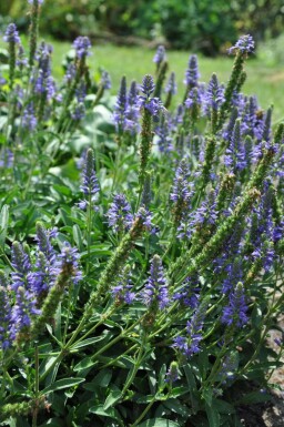 Spiked speedwell Veronica spicata 'Inspire Blue' 5-10 pot P9