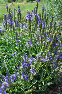 Spiked speedwell Veronica spicata 'Inspire Blue' 5-10 pot P9