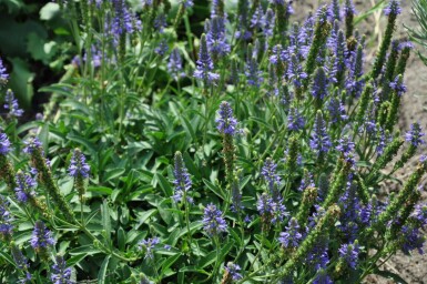 Spiked speedwell Veronica spicata 'Inspire Blue' 5-10 pot P9